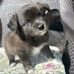 AUSTRALIAN SHEPHERD MIXED PUPPIES