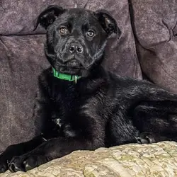 Cane Corso FREE