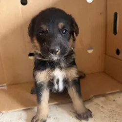 German Shepherd Pups