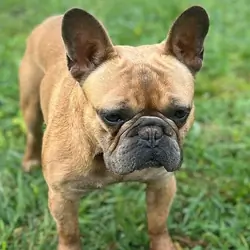 Male, French Bulldog