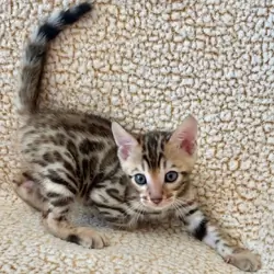 Bengal kittens Available!