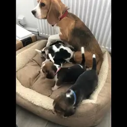 Beagle puppies