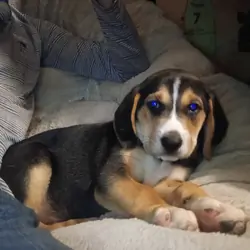 American/English Foxhound puppies