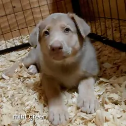 Puppy