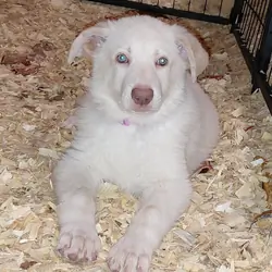 Puppies white