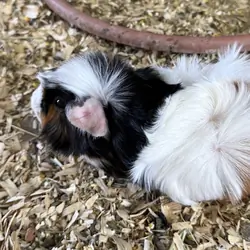 Guinea pigs