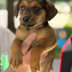 Chiweenie