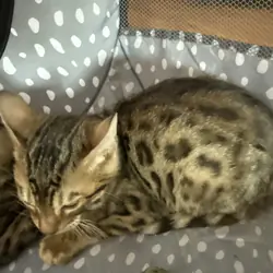 Bengal Kittens