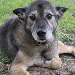 Free german shepherd mix