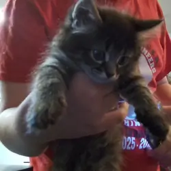 Kittens
