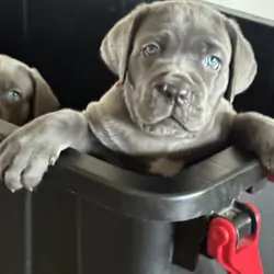 Cane corso