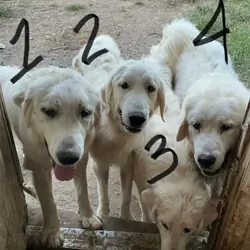 GREAT PYRENEES
