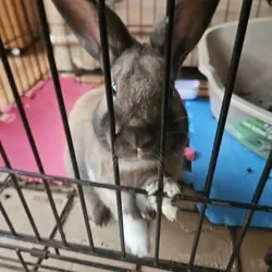 Domestic bunny