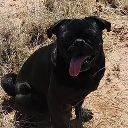2 year old black pig