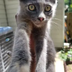 Beautiful Kitten needs a home