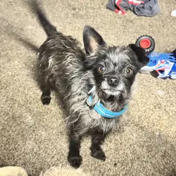 Chihuahua/poodle mix