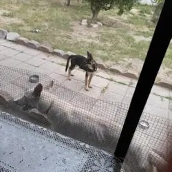 Full blooded German shepherd pup