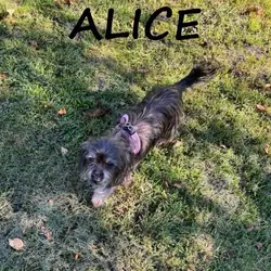 Alice Spayed Female Snorkie