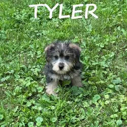 Tyler Male Snorkie Puppy
