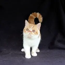 ESH 8/25 Virginia - Exotic Shorthair Kitten Availa