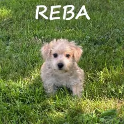 Reba Female Snorkie Puppy