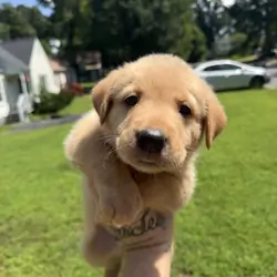 Goldador puppies
