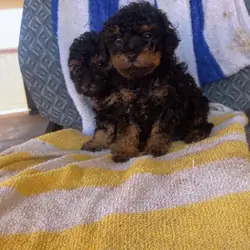 Toy poodle