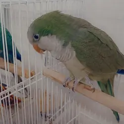 5 birds