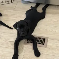 Pure Cane corso puppies
