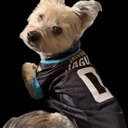 11yo Yorkie/Schnauzer Mix Looking for Stable Home