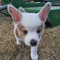 Cowboy Corgi Puppy