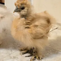2 Silkie chicks