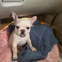 French Bulldog