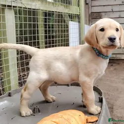 AKC REGISTERED LABRADORS