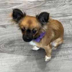 Longhaired Chihuahua Girl