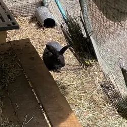 Rabbit kits