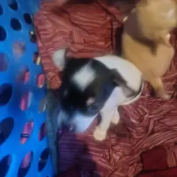 Chihuahua puppy
