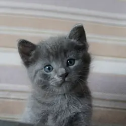 Russian Blue Kittens