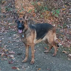 AKC German Shepherd Pups