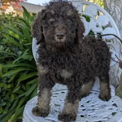 Poodle