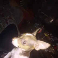 Puppy