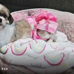 Shih Tzu puppies