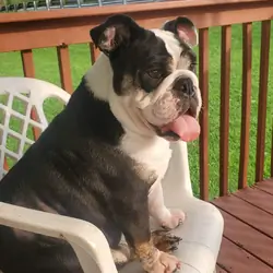 Full blooded English Bulldog-Female