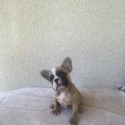 French bulldog puppies
