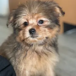 Morkie/pom