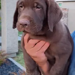 Labrador puppies