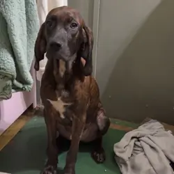 Sweet Plott Hound Looking for His Person