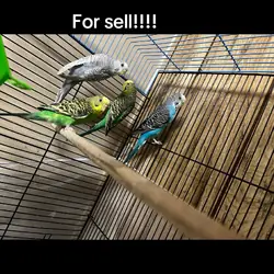 Parakeets