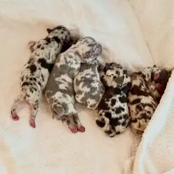 Gorgeous merle French Bulldog puppies