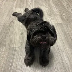 Shih Tzu